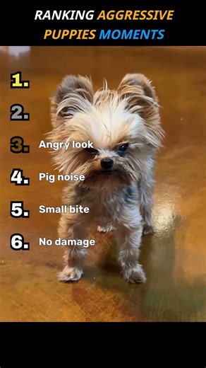 Ranking aggressive puppies moments