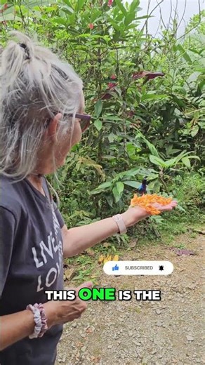 Equador Hummingbird Eats From Her Hand #shorts