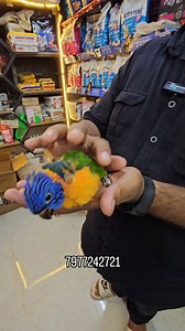 Rainbow lorikeet HandFeeding Chicks Disclaimer: "This video features a Lorikeet which is legal to sell and own in India under the Wildlife Protection Act, 1972. The bird showcased is responsibly bred and not taken from the wild. Always verify legalities and ensure ethical practices when dealing with exotic animals. This content does not promote illegal wildlife trade." Location: 👇🏻 Wajid exotic pets. Shop no 5 building no 17, Gulab Apartment, Amrut Nagar, Jogeshwari West, Mumbai, Maharashtra 4