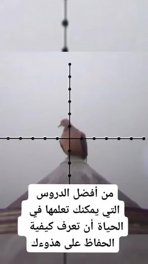 Pigeon Displaying Unique Behavior on Foggy Ledge