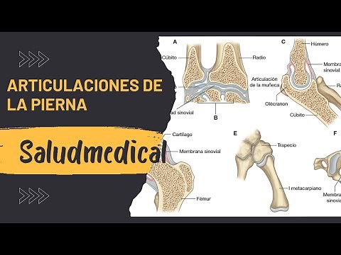 Articulaciones de la Pierna, Aprende Anatomía con el atlas 3d