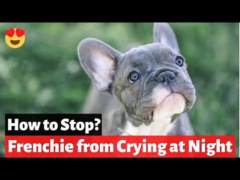 How to Stop a French Bulldog from Crying during the Night