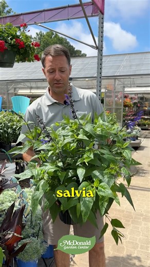 Meet your garden’s next showstopper—Black and Blue Salvia! 💙 With vibrant cobalt blooms, glossy green foliage, and serious staying power, this hardy perennial thrives in full sun and becomes drought tolerant once established. It’s a pollinator magnet and the perfect way to add bold, long-lasting color to beds or containers. #guruonthego #gardenguru #salviaseason #salvia #pollinatorplants | McDonald Garden Center