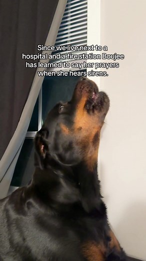 Don’t mind her little raspy voice. . . #doghowling #howling #howlingwolf #rottweiler #rottweilersoftiktok #rottweilerpuppy #rottierumble #rottiepurr #rotties