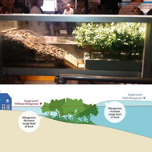La importancia de los manglares | Cómo los bosques de manglares protegen la costa