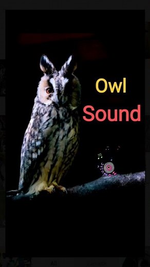 Owls hooting at night | Sound of owl at night - Voice of birds | Hoot | Owl Sounds Effect #shorts