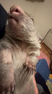 94K views · 10K reactions | Walan has certainly captured the hearts of many across the world. He has stolen mine. He is well and truly my miracle boy. Such a delightful little thing. When I rock him, he simply can’t keep his eyes open | Wombat Rescue | Facebook