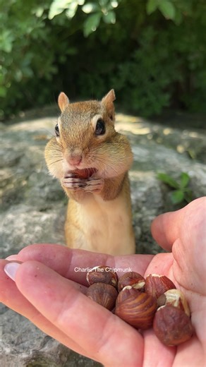 You better roll it! #fyp #funny #chipmunk #cute #charlie