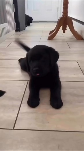 32 reactions | ✨When a Black Lab is in sight, time just stops! ⏳ . . . . . . . #blacklab #labrador #labsofinstagram #blacklabrador #blacklabsofinstagram #labradorsofinstagram #blacklabsquad #labradors #labradorable #labradorpuppy #labradoroftheday #worldoflabs #blacklabsofinsta | Black Labrador Lover's | Facebook