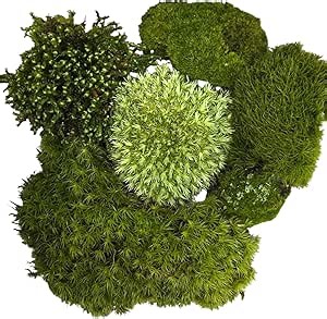 Live Terrarium Moss Assortment