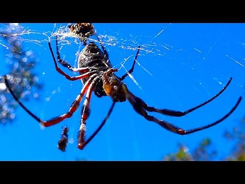 Giant Spider Golden Orb Close Up Feeding & Ants Attacking
