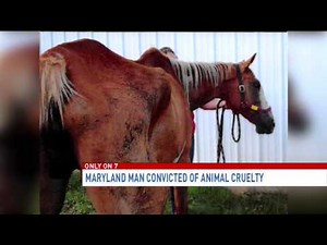 Md. man found guilty after horse dies from neglect, six others badly malnourished