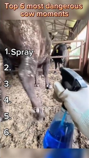 Most dangerous cow moments🐮#animals #cow #farmanimals#dangerous#youtubeshorts#fyp#viral#cowmoments