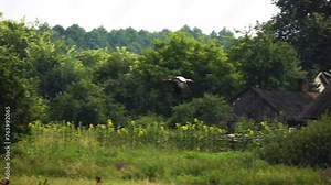The stork flies over the village terrain. The white stork is a large bird in the stork family, Ciconiidae. Its plumage is mainly white, with black on the bird's wings.