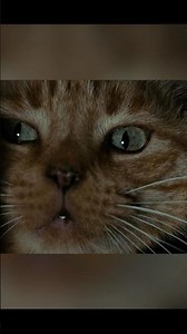 Cat witnesses a murder - Alien (1979) HD