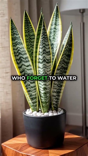 4 Houseplants That Are Almost Impossible to Kill 🌿 (Perfect for Beginners)