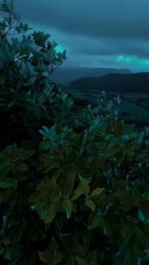 Rainforest🌧☔🌧#rain#forest #trees