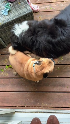 Percy & Potato's Chaotic Indoor Adventures