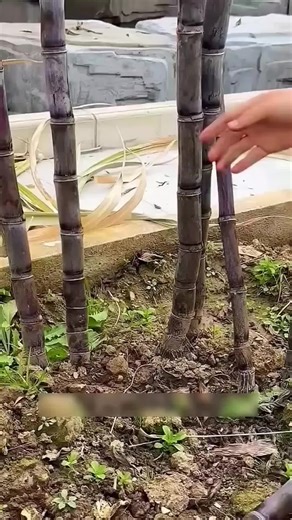 How to Successfully Grow Sweet Sugarcane in Your Backyard