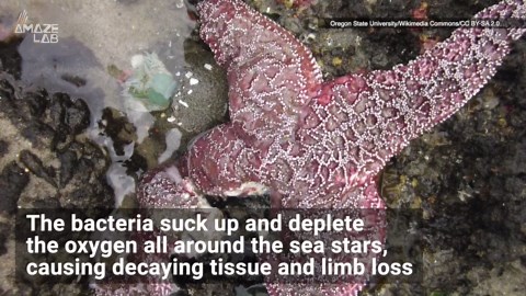Why Are Thousands of Starfish Turning to Goo Without Being Touched?