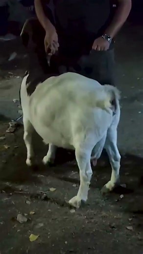 The backup boys are starting to go into battle 2432