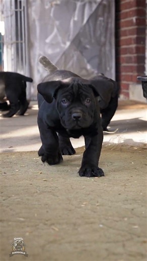 Black Boerboel Pups On Steroids?! #boerboelpuppy #blackdogs #protectiondogs