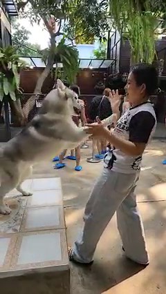 Tigger Too has his preference for one over another🥰🥰 | TrueLove at Neverland