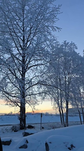 1.9K views · 84 reactions | hoarfrost is just beautiful! #Alaska #907LOVE | 907love | Facebook