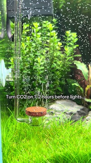 Optimal CO₂ Timing for Healthy Planted Aquariums