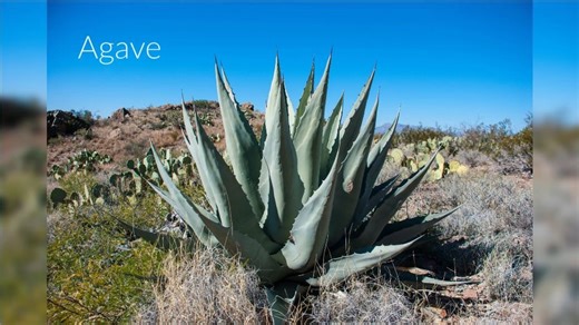 Are you familiar with these native New Mexican plants?