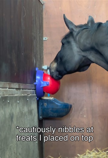 Keeping Your Horse Entertained During Box Rest