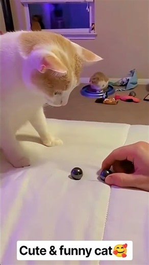 Human Hands + Playful Cats = Pure Chaos | You Can't Stop Laughing!