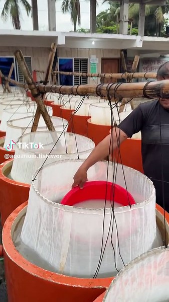Fish Farm Bangladesh #vira #foryou #video #🐠🐠🐠🐠🐠
