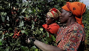 Traceable Organic Coffee from Kenya - Danida Business Partnerships