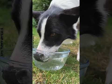 Funny Dogs & Water 💦🐶 | Splashy, Silly & Hilarious Moments