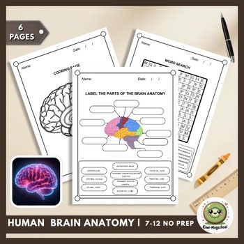 Human Brain Anatomy Labeling | Nervous System Structure & Function (No Prep)