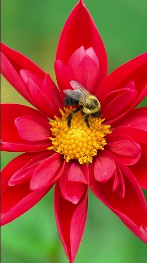 The Gentle Flight of the Bumblebee 🐝✨ #4K #HDR #Nature