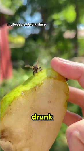 “Drunk Bees Gone Violent‼️😱 #Bees #Nature”