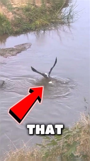 ​Eagle vs. Crocodile: Did he make it? 😱 #eagle #crocodile #wildlife #shortsfeed #wildlif #fyp #short