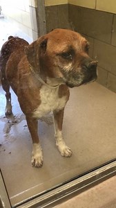 13K views · 148 reactions | RESCUED **VERY SWEET GIRL IS SICK! **...