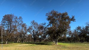 Leaves blowing from pecan trees on a plantation orchard