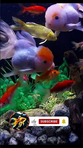 Relaxing Aquarium Fish #aquariumfish #tropicalfish #relaxingsounds