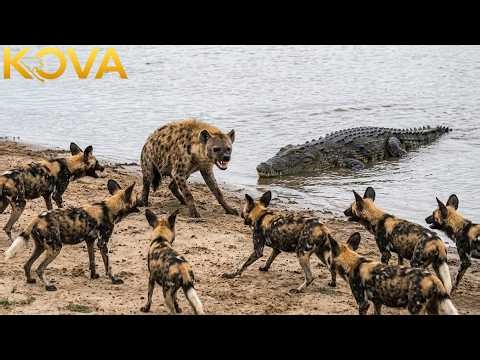 Clashes & Conflicts: Hyenas, Wild Dogs & More | Animal Fight Night