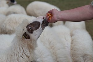 Portion Control: Do Sheep Know To Stop Eating?