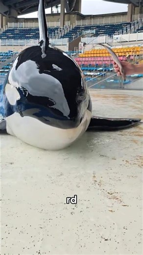 Smart Orca Negotiates for Fish 🐟 #shorts