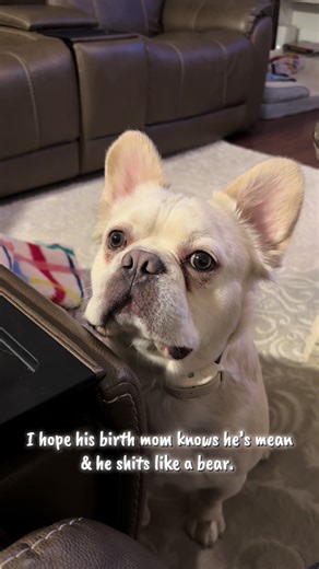 Snuggles like a dream & fights like he lives with Michael Vick. 🙂‍↕️