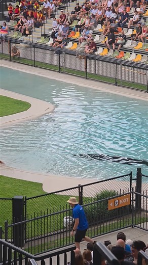 Australia zoo with crocodiles. Show with Charlie the Crocodile. #crocodile #australiazoo #australia #CrocodileShow #travelblogger | Tj4travel | Facebook