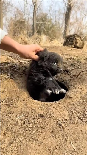 Catch a cute local dog, dog grooming debut, under the golden sun