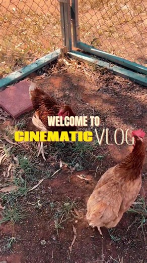 Chicken fight #chicken