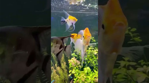 What makes angelfish stand out in aquariums?